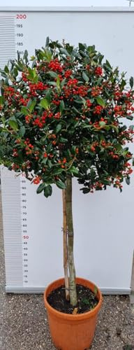 PIANTA DI ILEX NELLY Compatible with STEVENS IN VASO 1/2 FUSTO CLT 25 (foto reali) AGRIFOGLIO