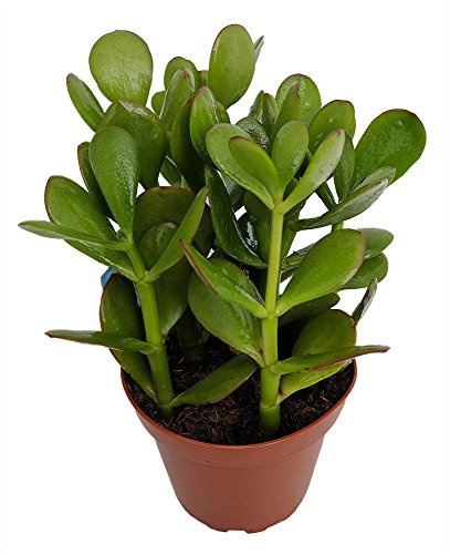 Sunset Jade Plant - Crassula - Easy to Grow House Plant - 4 Pot
