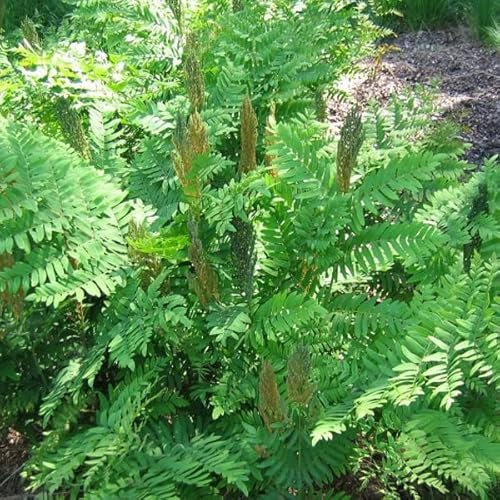 Osmunda regalis - Helecho real (9 x 9 cm)