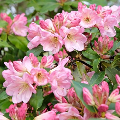 YouGarden Rhododendron Pink, Established Plant in 15cm Pot, Ready to Plant, Evergreen Shrub, Early Spring Flowering Plant