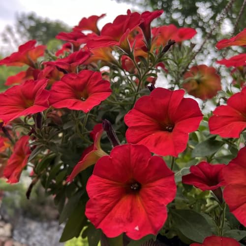Zauberglöckchen dekopflanzen wildblumen balkonblumen winterharte stauden mehrjährig hängepflanzen winterhart mehrjährig balkon garten kräuterpflanzen steinpflanzen winterhart garten 750samen