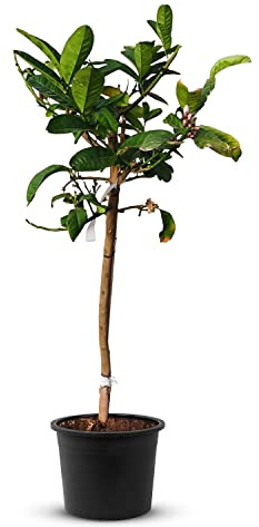 Tropictrees Real Authentic Citrus Tree - Hand of Buddha - Veredelte Zitruspflanze mit Bergamot-Samen, echte authentische Topfpflanze mit exklusiven Aromen gelbgoldene Buddha Hand
