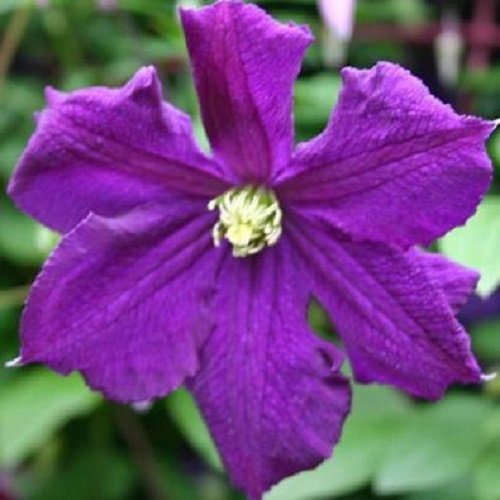 Clematis Viticella - Blau, Mehrjährig & Winterhart | Klematis - Waldrebe - Kletterpflanze | 1,5 Liter Topf