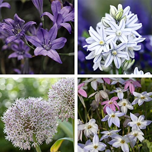 Spring Bulbs Mixed Flowering Collection Cottage Garden Hardy Perennial Spring & Summer Flowers Easy to Grow 100x Bulbs by Thompson and Morgan