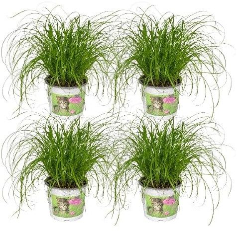 Katzengras – Cyperus Alternifolius – 4 Zimmerpflanze Ø12cm – ca. 20cm hoch – gesundes Grün für Katzen