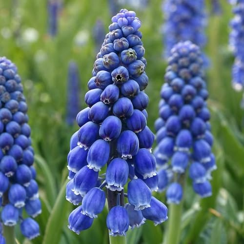Bulbi Di Muscari Blu – Giacinti D'Uva – Piante Olandesi Resistenti, Perenni, Per Vasi E Giardini Rocciosi – Bulbi Di Fiori – 3 Bulbi – Senza Semi, Non Artificiali