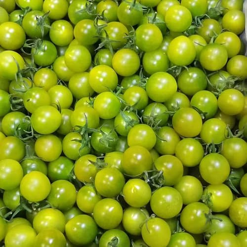 tomatensamen alte sorten - bodendecker winterhart stauden mehrjährig deko 30pcs