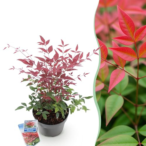 Heiliger Bambus Nandina Obsessed Gartenpflanze ca. 45 cm | immergrün und farbintensiv, rotes Laub für Beet Balkon Terrasse, pflegeleichter Zierstrauch 1, winterhart