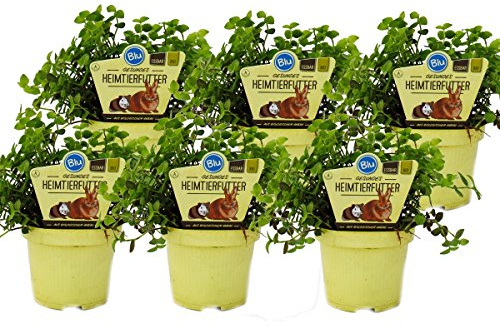 Exotenherz - Set mit 6 Futterpflanzen für Heimtiere - Callisia repens - Vitalfutter für Kaninchen, Ziervögel, Reptilien, Hamster und Meerschweinchen
