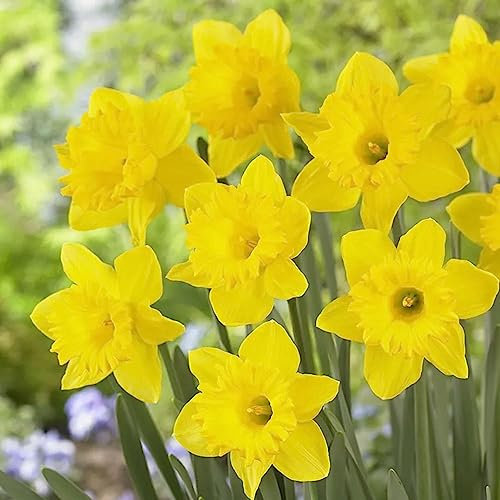 10 x Tall Daffodil Dutch Master - Spring Flowering Bulbs - Trumpet Daffodils Known for Large Flowers – RHS Award of Garden Merit – Comes Back Every Year – for Your Beautiful Garden