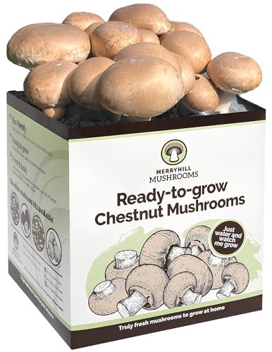 Merryhill Mushrooms - Fresh Chestnut Mushroom Growing Kit | Gardening Gifts for Women, Men & Kids | Grow Your Own Kits | Easy & Delicious to Eat | Mushroom Gifts (One Chestnut Mushroom Grow Kit)