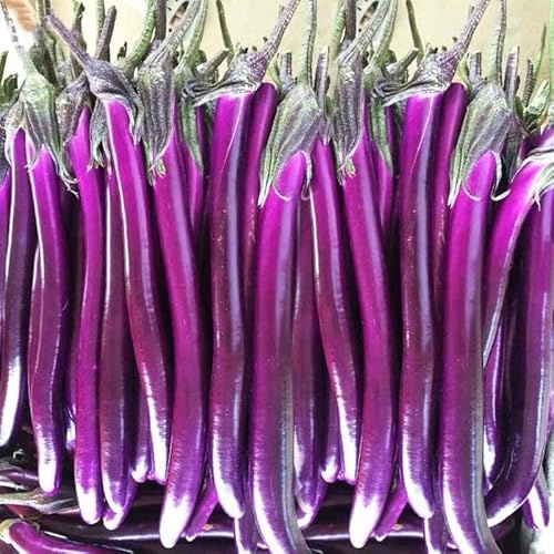 No - GMO 180 samen, Lange Lila auberginensensamen MIT hohem ertrag gemüsseamen für die pflanzung heredero al jardín familiar Sam