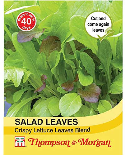 Thompson & Morgan - Vegetables - Salad Leaves - Crispy Lettuce Blend - 500 Seed