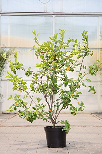 Apfelbeere Aronia melanocarpa Viking 60-80 cm winterhart