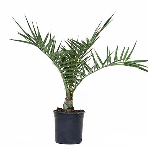Phoenix Canariensis - Palma delle canarie - Vaso 14 - alta 60 cm