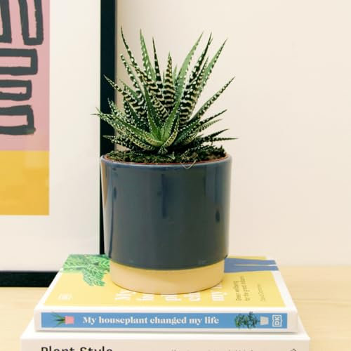 Carbeth Plants - 2 x Real Haworthia Fasciata Big Band Indoor Plants in 11cm Pots - Little Zebra Stripey Potted Live Succulent - Easy to Care for Houseplant for Home and Office