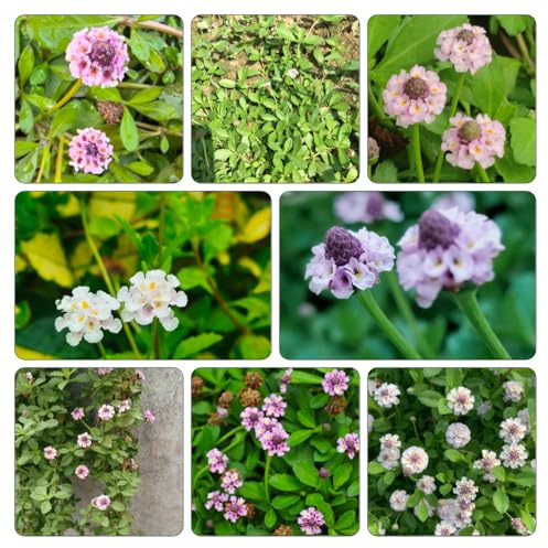 verbena velenifera strisciante decorazioni giardino per esterni balcone balcone per zone soleggiate giardino resistenti, 550semi