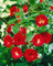 Rosa 'Scarlet Meidiland' – Winterhart, Mehrjährig, Pflegeleicht – Bodendeckerrose – Bodendecker für Beet & Rabatte
