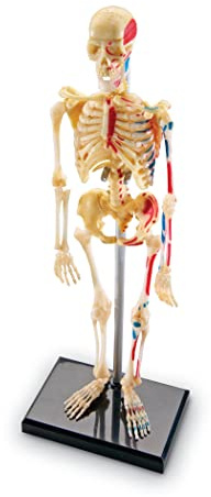 Learning Resources Skelettmodell 23 cm, Lernspielzeug Anatomie Mensch, Aufbau & Funktionen des Skeletts, Mit bebilderter Anleitung & Modellständer, Ab 8 Jahren