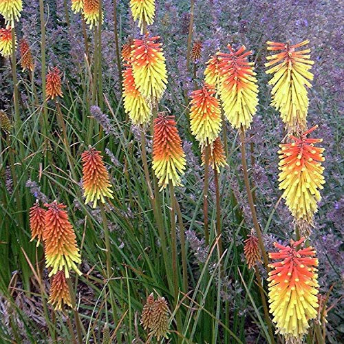 6 x Kniphofia 'Royal Standard' - Fackellilie Royal Standard Topf 9x9cm