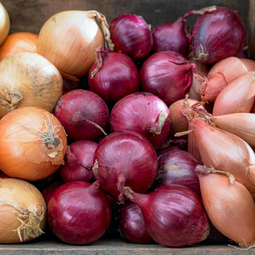 FLORIUM Collection trio d'oignons (1000 g), mélange de 3 variétés d'oignons, bulbes d'hiver robustes de Hollande, plantes parfaites pour les récoltes : jaune, rouge et blanc, 14-21 mm (sans