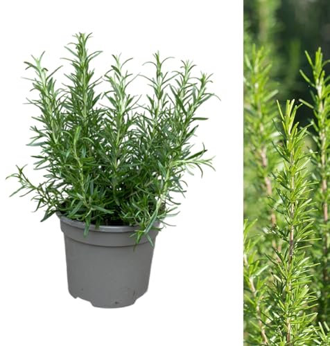 Carbeth Plants - 1 x Rosemary BBQ Herb Plant in 13cm Pot - Fresh Edible Easy to Grow Rosmarinus Officinalis Barbecue - Aromatic Garden Ready Evergreen Herb Shrub to Flavour Your Cooking
