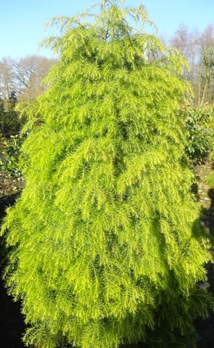 Cryptomeria japonica – Elegans Viridis – 30 – 40 cm resistente all'inverno