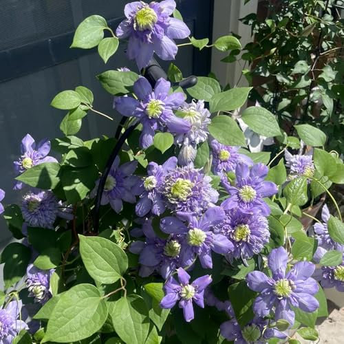 kletterpflanzen clematis zwiebeln - klematis - blühwiese mehrjährig, geschenk garten clematis knollen, garten blumen, gartenbedarf deko blumen, topfpflanzen echt blumen geschenk, deko 3pcs