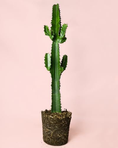 Euphorbia Acrurensis | Cactus Naturales Exterior | Pur Plant