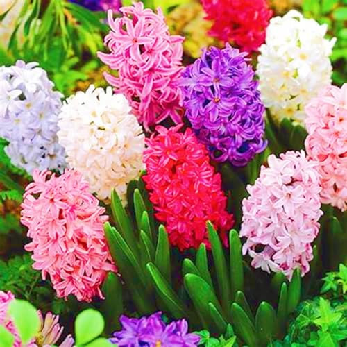 Hyacinth Bulbs UK Hyacinth Plant (Plant Bulbs,Wedding Flowers,Ornamental Flowers,Hardy Perennial,Cut Flowers)-4bulbs-e