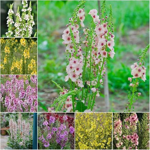 königskerze kaufen blumensamen schnittblumen pflanzensamen sommerblumen heilkräuter garden balkondeko bonsai wildblumensamen mehrjährig winterhart 100samen