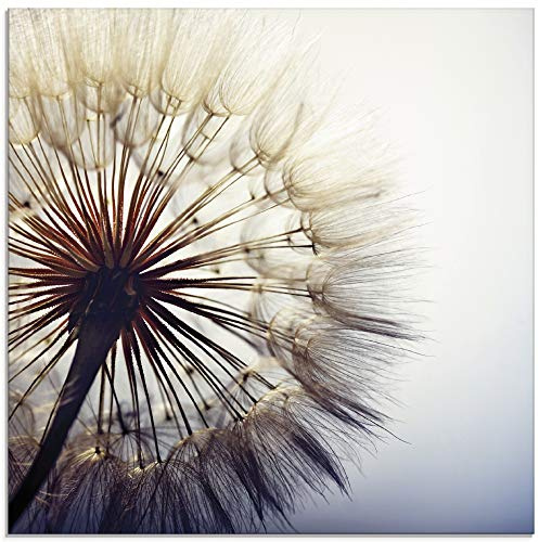 ARTland Wanddeko Glasbilder Wandbild Glas Bild einteilig 50x50 cm Quadratisch Natur Botanik Blumen Pusteblume Blüten Frühling Modern T4RE