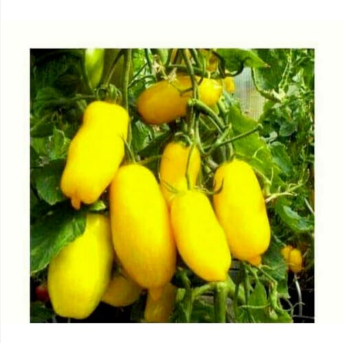 20 SEMI- POMODORO GIALLO GAMBA DI BANANA semi freschi