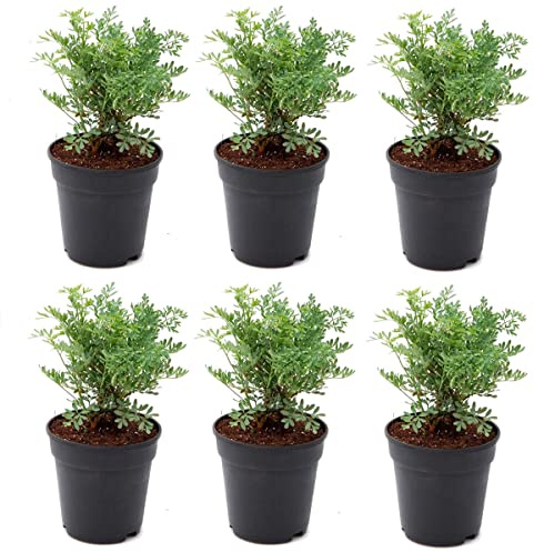 Rudas - Pack 6 Unidades - Plantas de Ruda Naturales - Ruta Graveolens
