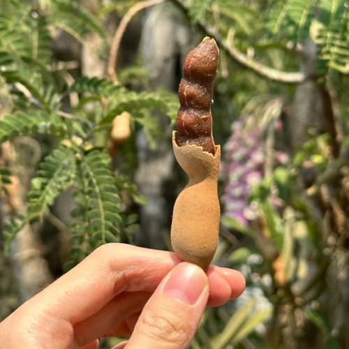 Tamarinde - säulenobst balkonpflanzen obstgarten säulenobstbäume winterhart exotische obstsamen obstpflanzen obstbaum obstbäume kaufen 10Samen