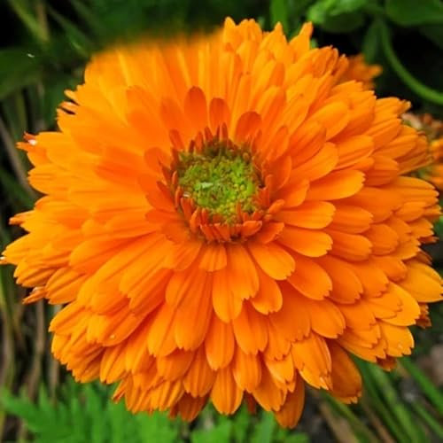 Pot Marigold Dandy - 150 Seeds + freebie + Plant tag (Calendula officinalis)