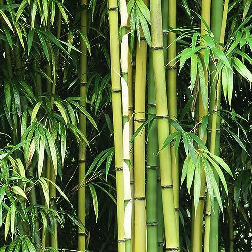 semi di bambù resistenti, perenni resistenti in vaso da giardino interno esotiche 350pcs