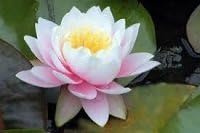 Ninfea 'Perry's Bicolor' – Pianta Acquatica Viva a Radice Nuda Fiore Rosa e Bianco Sfumato – Per Laghetti e Stagni – Fioritura Estiva – Ninfea Rustica Coltivata in Italia
