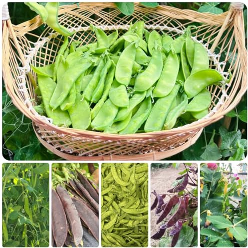 semi di pisello mangiatutto - piselli mangiatutto di antichi, rare aiuole rialzate per giardino rampicanti 300pcs