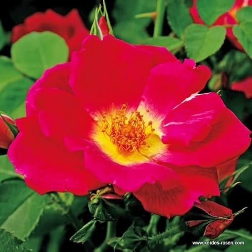 2x Rosier couvre-sol 'Weg der Sinne' – Kordes Nectarroos Plant-o-fix-pot | Rosier couvre-sol vigoureux, floraison parfumée, parfait talus & massif
