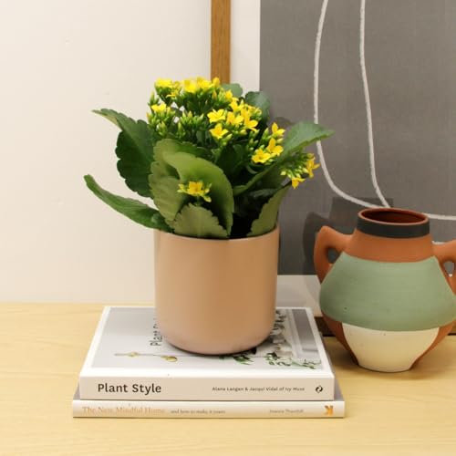 Carbeth Plants - 1 x Yellow Real Kalanchoe Indoor Plant Flaming Katy in 10.5cm Pot - Low Maintenance Live Flowering Succulent Houseplant - Easy to Care Ideal for Home or Office (Yellow, 1 Plant)