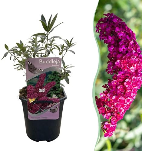 Cespuglio delle farfalle - Buddleja davidii Royal Red - Fiore rosso - 1 Pianta - Deciduo - Attira le farfalle - 25cm - Ø18cm - Pianta da giardino