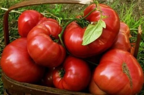 25 semi Heirloom Brandywine Rosso POMODORO Fresco LIBERAMENTE USA