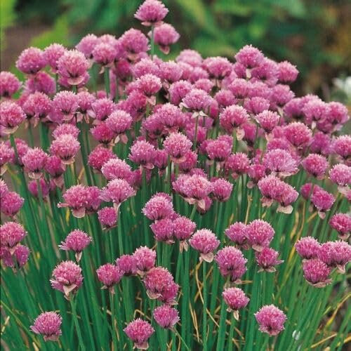 Buy4seeds HERB Chives 1500 Finest Seeds Easy to Grow Garden Yard Patio
