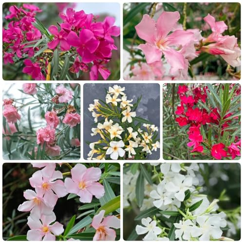 Semi di oleandro - rare Nerium oleander - vecchie varietà semi per aiuole rialzate per luoghi soleggiati semi di selvatici resistenti da 50pcs