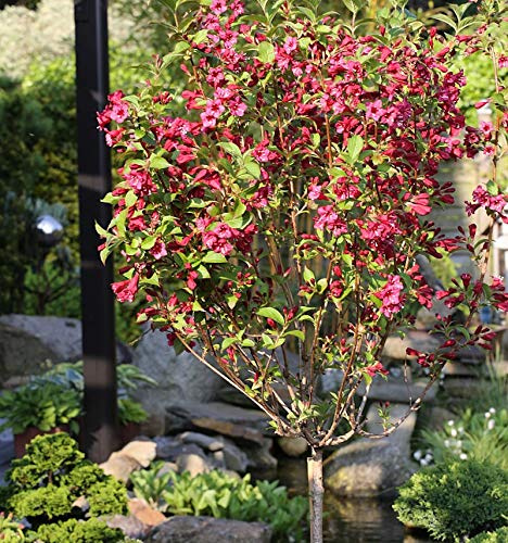 Hochstamm Weigelie Bristol Ruby 100-125cm - Weigela - lebende Gartenpflanze aus den Baumschulen