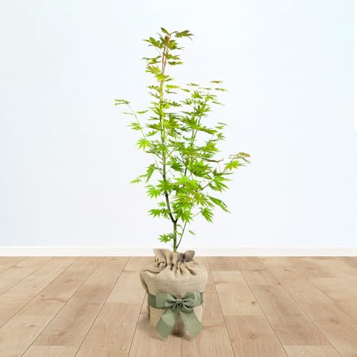 YouGarden Japanese Maple Tree, Established Acer Shirasawanum 'Jordan' in 3L Pot, 40-50cm Tall, Gift Wrapped in Brown Hessian Bag with Green Fabric Bow, Established Garden Plants Ready to Plant Out