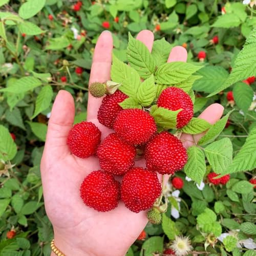 semillas de fresa silvestre perenne - resistentes interior exóticas raras 300pcs