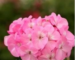 Just Seed - Flower - Geranium - Sprint Pink F2 - 50 Seed - Bulk