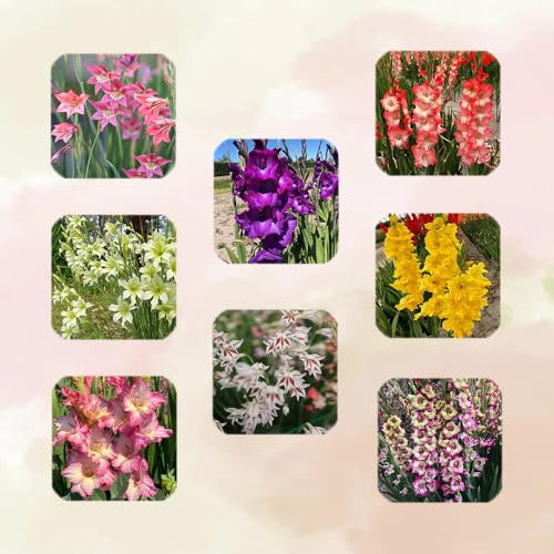 15 Pcs Gladiolen Zwiebeln Winterhart - Flowers Decoration, Zimmerpflanzen Gladiolen Blumenzwiebeln, Blumen Winterhart, Herbstpflanzen Winterhart Blühend Blühwiese Mehrjährig, Geschenk